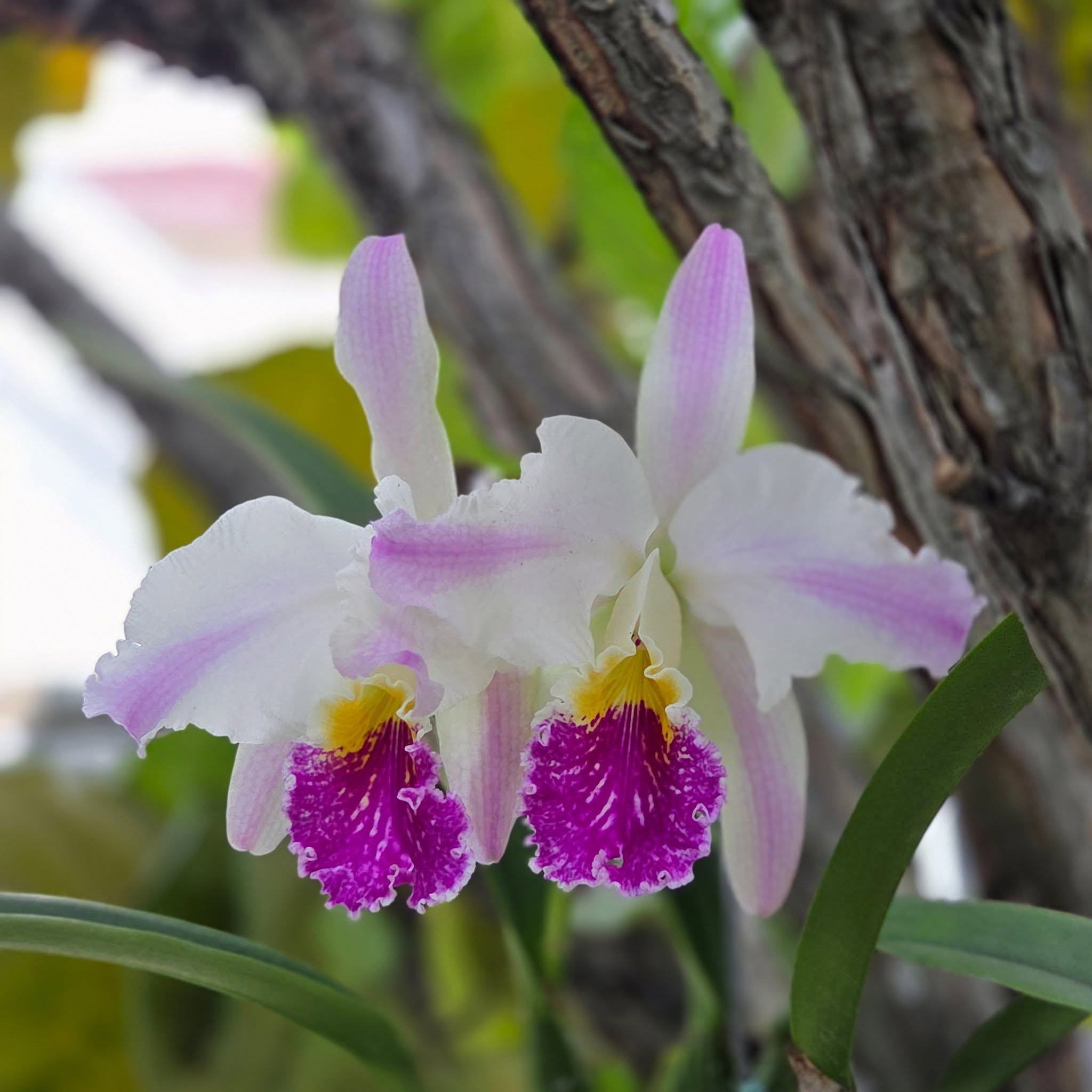 Cattleya Species Are Not Fragile: Four Mistakes That Keep Them From Blooming hero image